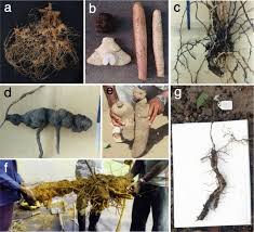 Image result for Dioscorea praehensilis