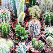 • seeds were ones that didn't sprout from previous batches (i think this is where the fungus. Cactus Seeds Cacti Garden Mix Flower Seeds