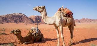 هناك عدة أبحاث تم إجراؤها تبحث في فوائد حبوب المغنيسيوم للجنس والتي تم تلخيصها كما يأتي: ÙÙˆØ§Ø¦Ø¯ Ø¨ÙˆÙ„ Ø§Ù„Ø§Ø¨Ù„ Ù„Ù„Ø¬Ù†Ø³ Ø­ÙŠØ§ØªÙƒ