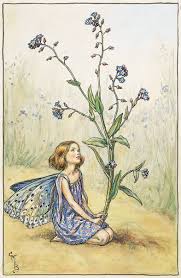 Identify forget me not via its pictures, habitat, height, flowers and leaves. The Forget Me Not Fairy Flower Fairies