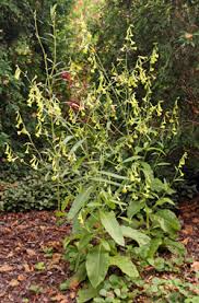 Image result for Nicotiana