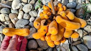 Image result for Uvaria tanzaniae