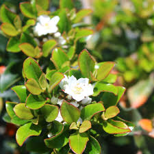 Image result for Rhaphiolepis umbellata