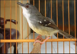 Seperti untuk mengisi suara kenari agar bisa semakin bervariasi lagi suara kicauannya. 15 Gambar Burung Ciblek Kristal Unduh 880 Gambar Burung Ciblek Sawah Terbaru Gambar Burung Download Suwara Burung Ciblek Suara Tembak Burung Gambar Habitat