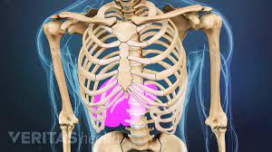 To survive and reproduce, the human body relies on major internal body organs to perform certain vital functions. Lower Left Back Pain From Internal Organs