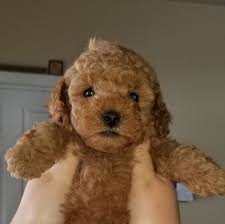 #1 mini goldendoodle puppies, mini goldendoodles, f1b mini goldendoodles are great! Mini Goldendoodle Puppies Beitrage Facebook