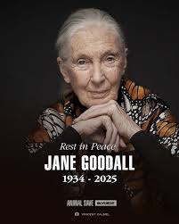 So saddened to hear of the passing of Jane Goodall, evolutionary scientist,  vegan and compassionate human who forever changed the way we see animals  and our perception of their sentience through her