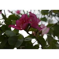 Image result for Bauhinia purpurea