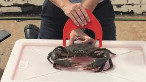 How To Correctly Measure A Crab