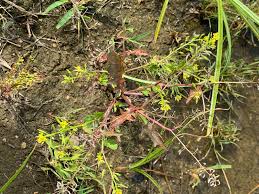 Image result for Rorippa madagascariensis