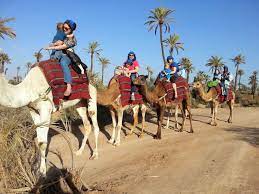 If you want to book a camel trek, a morocco desert tour or a stay in the sahara, thank you to fill out the form below. Sunset Tour Camel Ride At Palm Grove Of Marrakech Activities In Marrakech