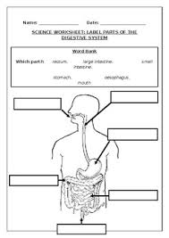Digestion is an important body process where the food we eat, gets converted. Digestive System Diagram Worksheet For Kids Wiring Diagram For 110 230 Motor Begeboy Wiring Diagram Source