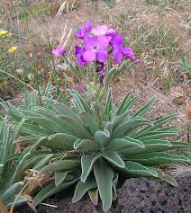 Image result for Matthiola