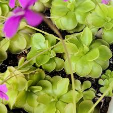 Venda de mudas de plantas carnívoras pinguicula primuliflora. Pinguicula Moranensis