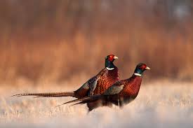 These viruses infect birds and — rarely — spread among humans. Guidance Avian Influenza Bird Flu British Game Alliance