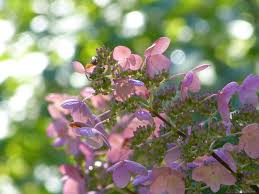 On the contrary 'flower record' is an amazing dutch variety with comparatively large, cup shaped flowers of the deepest purple and clearly visible yellow stamens. Wallpaper Fall Flowers Nature Branch Shrubs Blossom Spring Lilac Tree Leaf Flower Flora Gardens Petal Sunrays5 Newengland Hydrangeas Flowering Plant Shrub Annual Plant 4000x3000 829589 Hd Wallpapers Wallhere