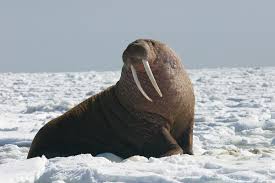 Walrus Wikipedia