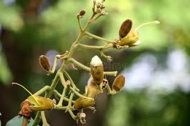 Image result for Fernandoa