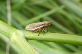 Image result for Nesaea linearis