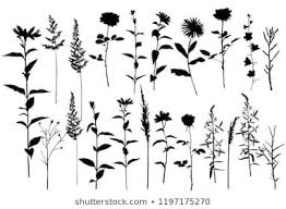 Set Of Silhouettes Of Flowers Camomile Daisy Campanula Rose Wild Flowers Vector Black Color Isolated On Flower Silhouette Silhouette Images Wild Flowers