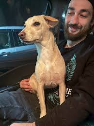 Knoxville Area Lost & Found Pet Site