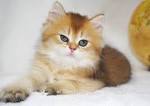 AVAILABLE KITTENS | United States | British Glory Cattery