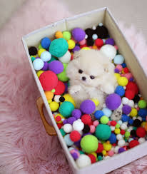 Petme teacup puppies is respondsible for its house, purchase, raise puppies. Teacup Puppies For Sale Teacup Puppy Miniature Toy Dogs Foufou Puppies