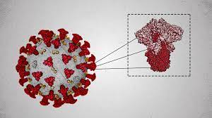 Covid 19 Vaccinations Of Pregnant Mothers Also Protect Newborns Studies Suggest Wsj
