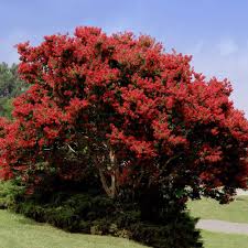 Image result for Lagerstroemia