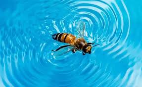 Water Bugs In The Swimming Pool | Aqua Doc Pool Clinic