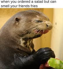 Birds Of Prey Tv Series Maggie Baird 100 Jokes About Trying To Be Healthy That Will Make You Lol Funny Animal Pictures Animal Memes Funny Animals