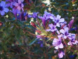 Image result for Dyschoriste transvaalensis