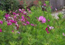 Plant Study Cosmos