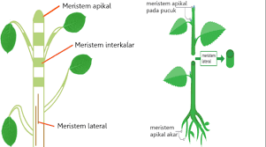Meristem Apikal Pengertian Fungsi Dan Ciri Cirinya