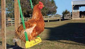 How To Make A Chicken Swing Backyard Poultry Chicken Swing Chickens Backyard Backyard Poultry