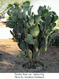 The prickly pear is opuntia: Indian Fig A Useful Variety Of Prickly Pear Cactus Wryheat