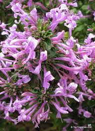 Image result for Hypoestes aristata