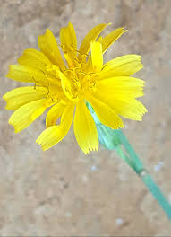 Image result for Launaea violacea