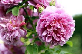 Herbaceous peonies form a compact, bushy habit and produce large blooms during june. Growing Peonies 10 Expert Tips Best Varieties