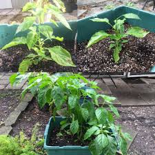Check spelling or type a new query. Topped My Bhut Jolokia Plant About 2 Months Ago I Was Skeptical At First But Now I M A Believer In Topping My Plants Hotpeppers