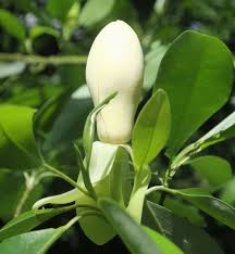 Image result for Mechowia grandiflora