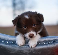They may be our favorite breed (shhhhh! Red Border Collie Bordoodle Maremma Puppies For Sale