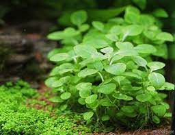 Lobelia Cardinalis Cardinal Plant Live Aquarium Plant Rasteniya Akvarium