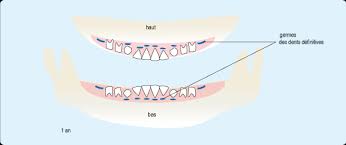 Tout comme son abandon, près de quarante ans plus tard, dans une chine grisonnante et en quête d'un nouveau modèle de développement qui donne une part plus importante à la consommation. Comprendre La Poussee Des Dents De Lait Ameli Fr Assure