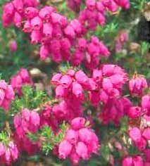 In Season Flowers For Summer Weddings Heather Plant Heather Flower Plants