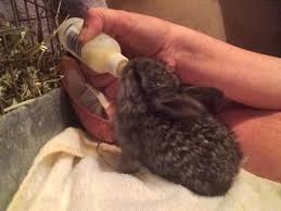 How Do I Hand Feed A Baby Rabbit Rabbitpedia Com