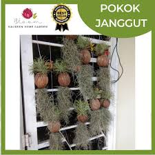 Mayat beliau diarak ke seluruh pekan kota bharu. Janggut Plant Price Promotion Jun 2021 Biggo Malaysia