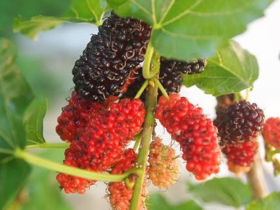 มัลเบอรรี่, หม่อน มีขายที่ไหนในเชียงใหม่บ้างคะ? - Pantip