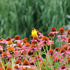 Image result for Echinacea purpurea `Magnus`