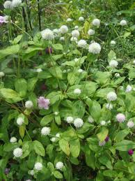 Ban cacing itu modif yang membahayakan orang lain. Waktu Solat Malaysia Waktu Solat Dot Net